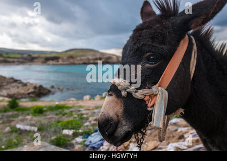 Ein Esel auf der Küste Karpaz in Nordzypern. Stockfoto