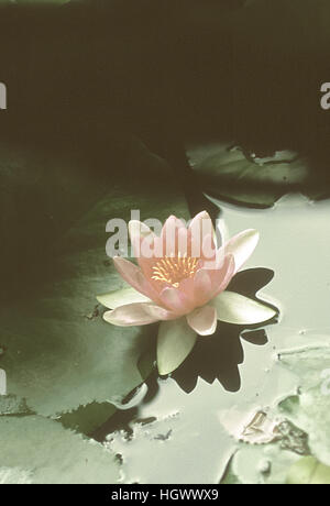 Seerose, Teich Monets in Giverny Stockfoto