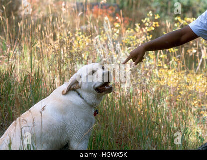 Junge leitet gelbe Labrador Retriever. Stockfoto