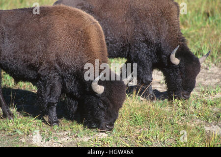 Zwei amerikanische Bisons grasen im Yellowstone National Park Stockfoto