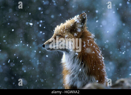 Fuchs auf einem verschneiten Tag Stockfoto