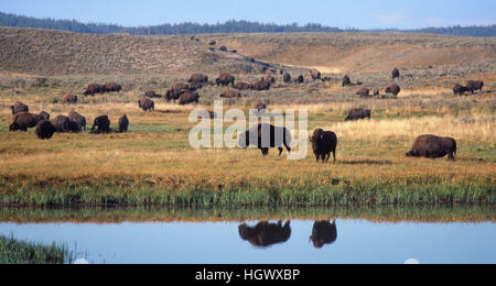 Herde von Buffalo See im Yellowstone National Park Stockfoto