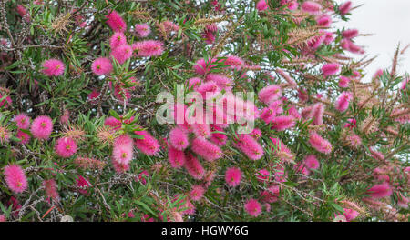 Blühende Pinsel Flaschenbaum native nach Australien mit exotischen lila Blüten als einen natürlichen Hintergrund Stockfoto