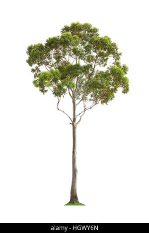 Grüne schöne und hohe Eukalyptusbaum isoliert auf weißem Hintergrund Stockfoto