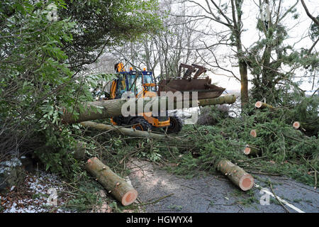 Ingenieure aus SSE deutlich umgestürzte Bäume von einer Straße in der Nähe von Yetts O'Muckhart, östlich von Stirling, nachdem das Met Office in England, Schottland, Wales und Nordirland für Kombinationen von starkem Wind, Schnee und Eis Unwetterwarnungen herausgegeben. Stockfoto