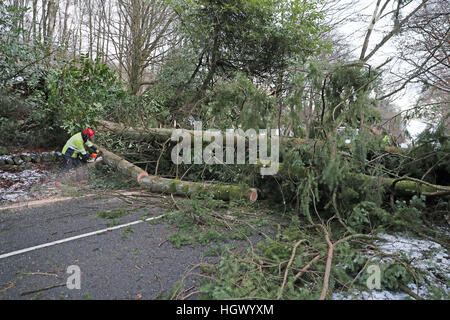 Ingenieure aus SSE deutlich umgestürzte Bäume von einer Straße in der Nähe von Yetts O'Muckhart, östlich von Stirling, nachdem das Met Office in England, Schottland, Wales und Nordirland für Kombinationen von starkem Wind, Schnee und Eis Unwetterwarnungen herausgegeben. Stockfoto