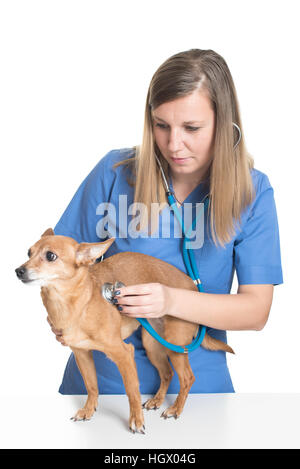 Junge weibliche Tierarzt untersuchen Hund mit Stethoskop Stockfoto