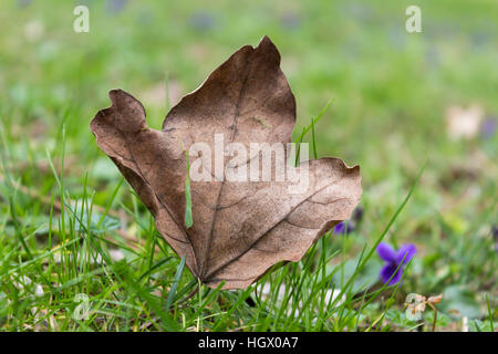 Herbst verwelkt Maple Leaf und kleine blaue Blumen auf dem grünen Rasen im Frühjahr Stockfoto