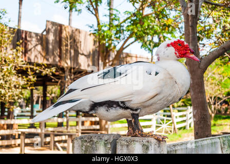 Nahaufnahme, Barbarie-Ente in Hof Stockfoto