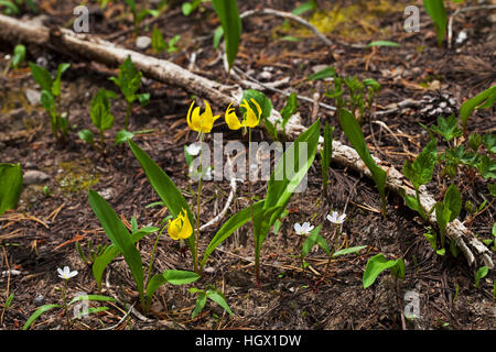 Gletscher Lilie Erythronium Grandiflorum am Wald-Rand die Grand Loop Yellowstone Nationalpark Wyoming USA 2015 Stockfoto