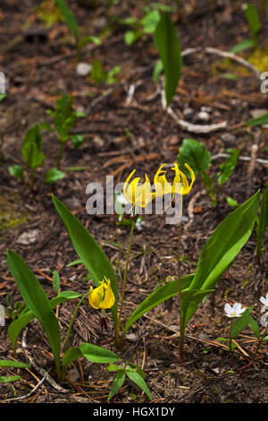 Gletscher Lilie Erythronium Grandiflorum am Wald-Rand die Grand Loop Yellowstone Nationalpark Wyoming USA 2015 Stockfoto