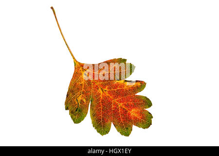 Weißdorn Crataegus Monogyna einzelne Blatt auf Lightbox Ringwood Hampshire England UK Oktober 2015 Stockfoto