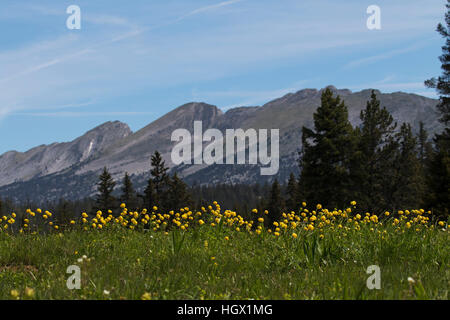 Globeflower Trollblume Europeaus in Wildblumenwiese mit den Grand Veymont Ridge über Haut Plateau Reserve Vercors regionalen natürlichen Parks Vercors Fra Stockfoto