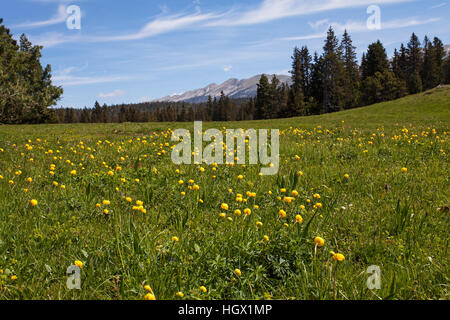 Globeflower Trollblume Europaeus in Wildblumenwiese Haut Plateau Reserve Vercors regionalen natürlichen Parks Vercors Frankreich Juni 2016 Stockfoto