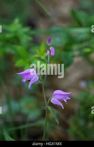 Red Helleborine Cephalanthera Rubra im Wald in der Nähe von Beaufort-Sur-Gervanne Vercors regionalen Naturpark Vercors Frankreich Juni 2016 Stockfoto