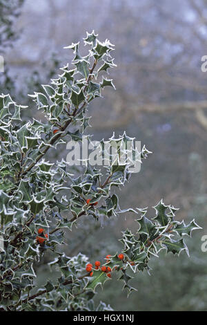 Holly Ilex Aquifolium mit roten Beeren bedeckt in Raureif New Forest Hampshire England UK Stockfoto