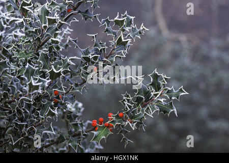 Holly Ilex Aquifolium mit roten Beeren bedeckt in Raureif New Forest Hampshire England UK Stockfoto