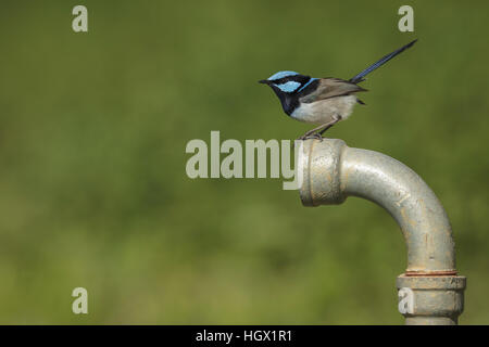 Männliche hervorragende Fee Wren (Blaue Wren) - Australien Stockfoto