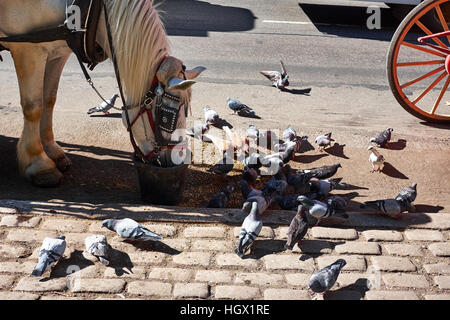 Pferd Essen Hafer aus einem Eimer und Tauben Essen Reste vom Boden außerhalb Central Park in New York City Stockfoto