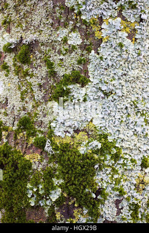 Mehrere Arten von Flechten und Moosen am Stamm des Baumes, Alblasserdam, Südholland, Niederlande Stockfoto