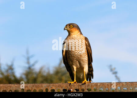 Eurasian Sparrowhawk Accipter Nisus Männchen thront Stockfoto