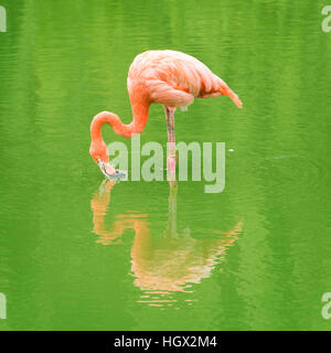 Captive American Flamingo im Whipsnade Zoo, Bedfordshire, England, UK Stockfoto