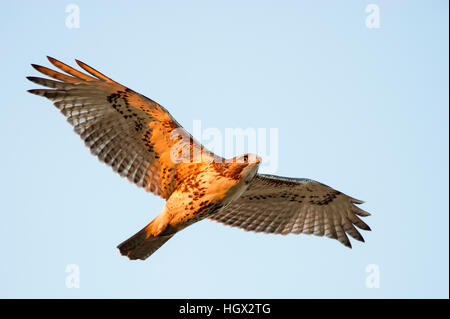 Ein rot - angebundener Falke fliegt overhead wie am ersten Morgen scheint die Sonne auf seinem Körper. Stockfoto