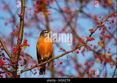 Ein American Robin hockt auf einem Ast voll von roten Beeren, da scheint die Sonne am frühen Morgen auf. Stockfoto