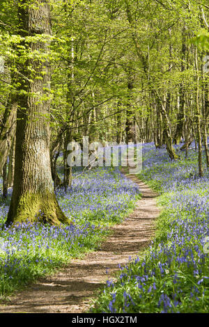 Pfad durch den kleinen Park Holz mit einem Teppich aus Glockenblumen beiderseits Brede nr Hastings, East Sussex, England, UK Stockfoto