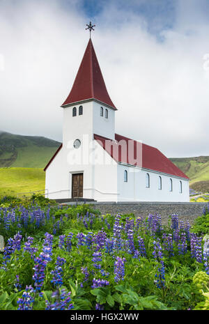 Lupinen vor der Vik ich Myrdal Kirche, Island Stockfoto