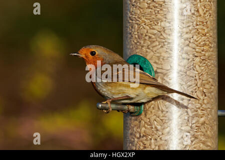 Rotkehlchen Erithacus Rubecula auf Saatgut feeder Stockfoto