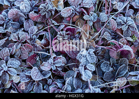 Frostigen lila Bugle Pflanze Stockfoto