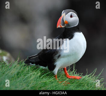 Papageitaucher auf Klippen am Dyrhólaey nahe Vik, Island Stockfoto