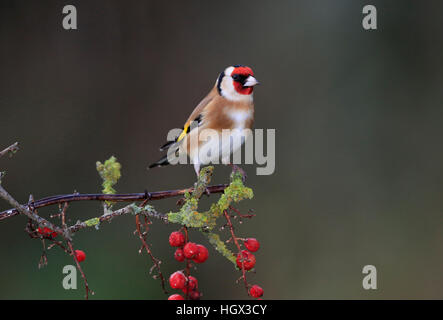 Stieglitz, Zuchtjahr Zuchtjahr auf einem Zweig mit Beeren Stockfoto