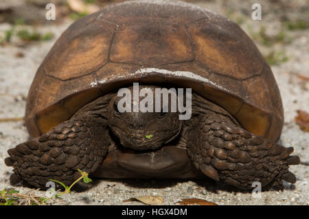 Gopher Schildkröte - Gopherus polyphemus Stockfoto