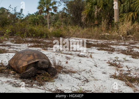 Gopher-Schildkröte in Florida Sandstrand schrubben Lebensraum - Gopherus polyphemus Stockfoto