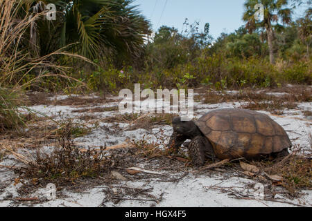 Junge Gopher Schildkröte Essen Vegetation - Gopherus polyphemus Stockfoto