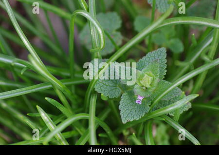 Leuchtend grüne Blatt Blüte mit kleinen lila Blüten herausschauen umgeben von dünnen Grashalmen hell und dunkel grün Stockfoto