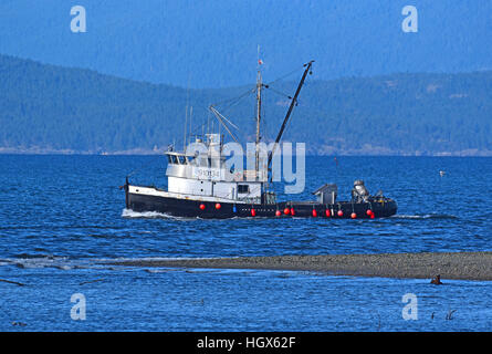 Angelboot/Fischerboot in der GeorgiaI Straße BC suchen Schwärme von Hering (Clupea Pallas).  SCO 11.614. Stockfoto