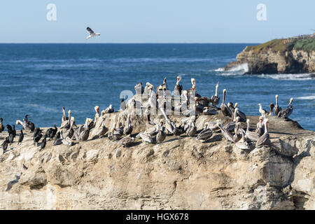 Eine Anzahl der Vögel auf Natural Bridge Felsen, Pazifischen Ozean entlang Big Sur National Forest. Stockfoto