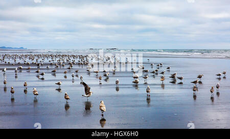 Kalaloch Beach mit Herde von Möwen. Kalaloch Beach State Park, Washington.  Strände in der Umgebung von Kalaloch der Olympic National Park, identifiziert durch trail Stockfoto