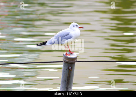 Eine Lachmöwe in ein nicht-Zucht-Gefieder im Ueno Park Stockfoto