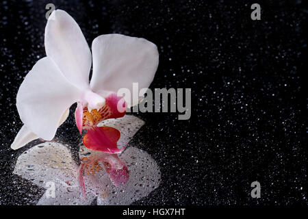 Weiße Orchidee mit Wassertropfen auf schwarzem Hintergrund Nahaufnahme isoliert. Makro. Reflexion Stockfoto