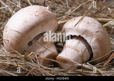 zwei Champignons hautnah auf dem trockenen Rasen. Makro. horizontale Stockfoto