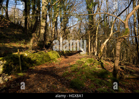 Großbritannien, England, Derbyshire, Cressbrook Dale im Winter, moosige Wand neben Pfad durch den Wald Stockfoto