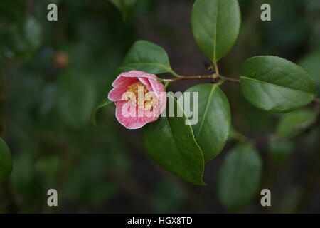 Camellia Japonica "Adelina Patti" Stockfoto