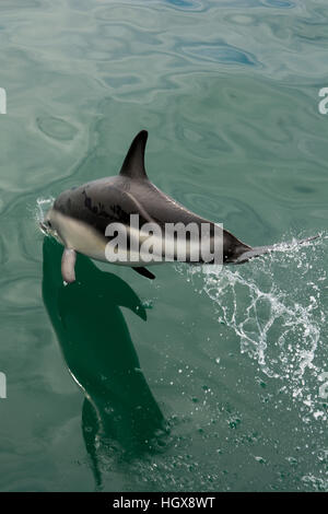 Dusky Dolphin springen im Pazifischen Ozean in der Nähe von Kaikoura in Neuseeland. Diese Federung scheint einige Paarungsverhalten. Stockfoto