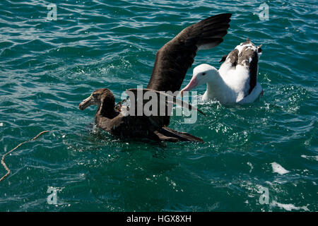 Nördlichen Giant Petrel Landung auf den Pazifischen Ozean in der Nähe der Küste von Kaikoura in Canterbury in Neuseeland. Diese Art hat eine Spannweite von zwei Metern Stockfoto