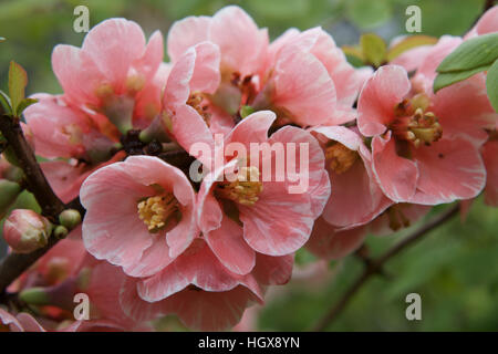 Chaenomeles 'Madame Butterfly' Stockfoto