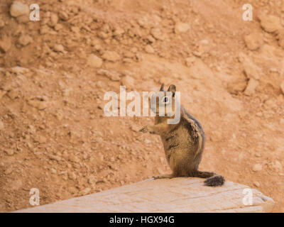 Nahaufnahme von ein Streifenhörnchen am Bryce-Canyon-Nationalpark, Utah, Vereinigte Staaten Stockfoto